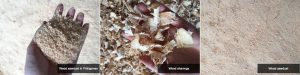 Wood sawdust in Philippines